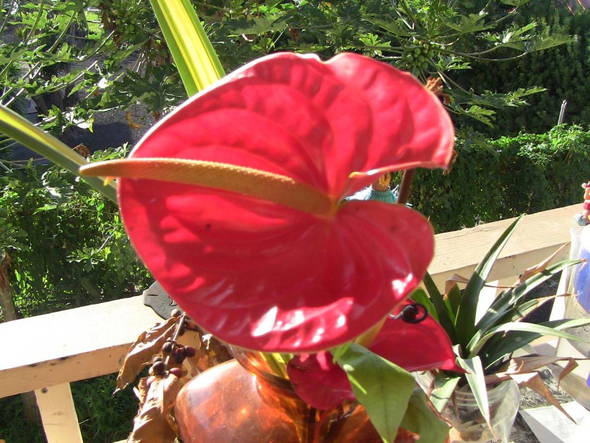 Kona Hawaii Guest House A Unique Hawaii Experience Keauhou Εξωτερικό φωτογραφία