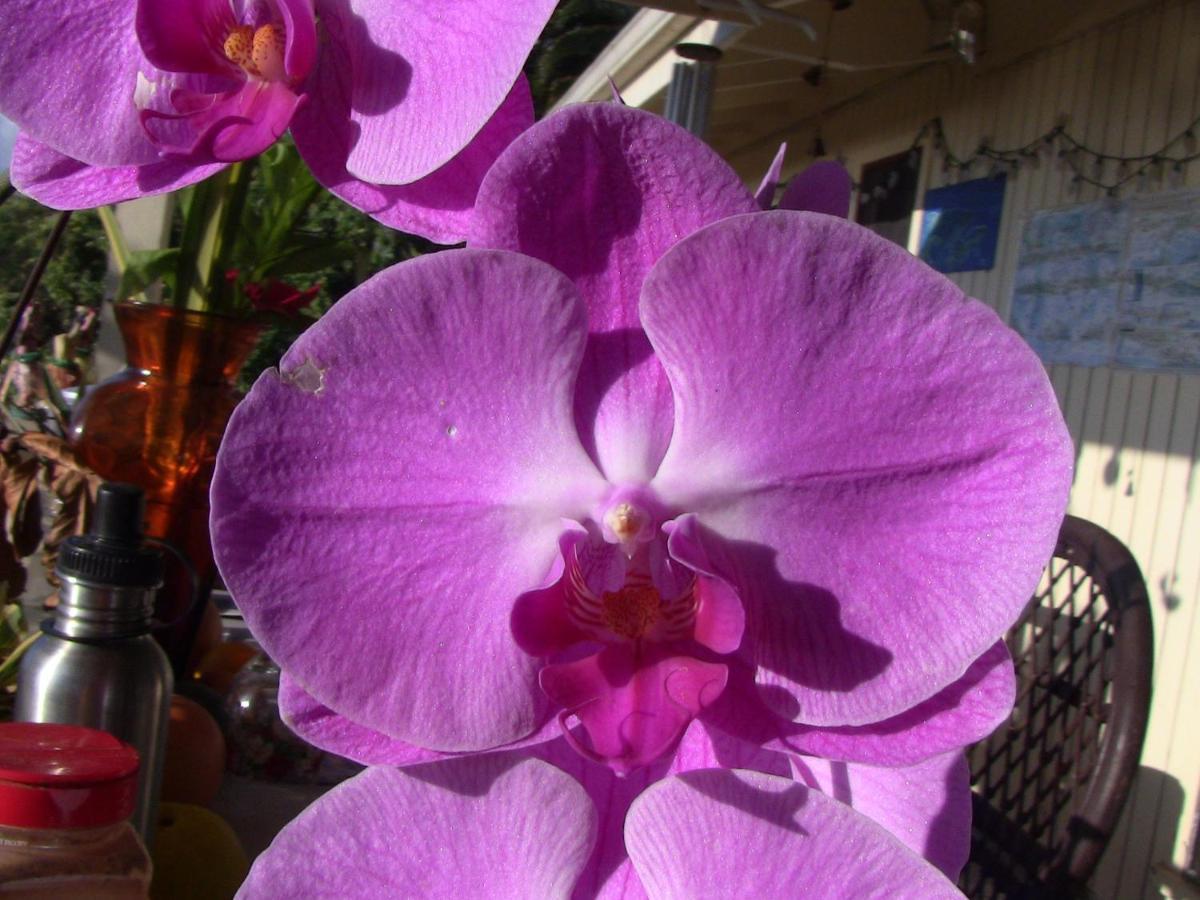 Kona Hawaii Guest House A Unique Hawaii Experience Keauhou Εξωτερικό φωτογραφία